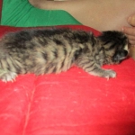 Savannah, BST, Female, F-7A DOB 4-28-16