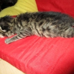 Savannah, BST, Female, F-7A DOB 4-28-16