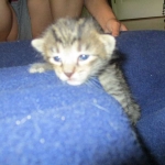 Savannah, BST, Female, F-7A DOB 4-28-16