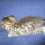 Savannah, BST, Female, F-7A DOB 4-28-16