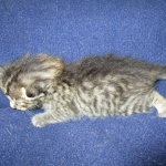 Savannah, BST, Female, F-7A DOB 4-28-16