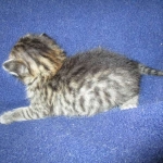 Savannah, BST, Female, F-7A DOB 4-28-16