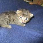 Savannah, BST, Female, F-7A DOB 4-28-16