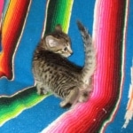 Savannah, BST, Female, F-7A DOB 4-28-16