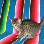 Savannah, BST, Female, F-7A DOB 4-28-16