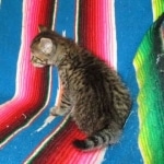 Savannah, BST, Female, F-7A DOB 4-28-16