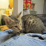 Savannah, BST, Female, F-7A DOB 4-28-16