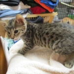 Savannah, BST, Female, F-7A DOB 4-28-16