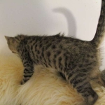 Savannah, BST, Female, F-7A DOB 4-28-16