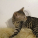 Savannah, BST, Female, F-7A DOB 4-28-16