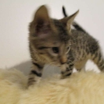 Savannah, BST, Female, F-7A DOB 4-28-16