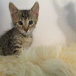 Savannah, BST, Female, F-7A DOB 4-28-16