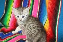 Molly Savannah F-7A Silver female DOB 4-28-16