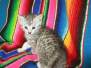 Molly Savannah F-7A Silver female DOB 4-28-16