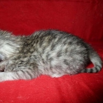 F-6A Savannah, Silver, Female, DOB 4-28-16