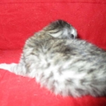 F-6A Savannah, Silver, Female, DOB 4-28-16