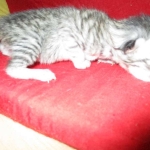 F-6A Savannah, Silver, Female, DOB 4-28-16