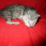 F-6A Savannah, Silver, Female, DOB 4-28-16