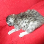 F-6A Savannah, Silver, Female, DOB 4-28-16