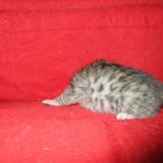 F-6A Savannah, Silver, Female, DOB 4-28-16