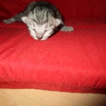 F-6A Savannah, Silver, Female, DOB 4-28-16