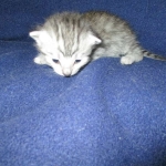 F-6A Savannah, Silver, Female, DOB 4-28-16