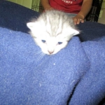 F-6A Savannah, Silver, Female, DOB 4-28-16