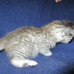 F-6A Savannah, Silver, Female, DOB 4-28-16