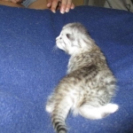 F-6A Savannah, Silver, Female, DOB 4-28-16