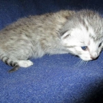 F-6A Savannah, Silver, Female, DOB 4-28-16