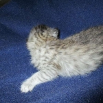 F-6A Savannah, Silver, Female, DOB 4-28-16