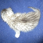 F-6A Savannah, Silver, Female, DOB 4-28-16