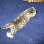 F-6A Savannah, Silver, Female, DOB 4-28-16