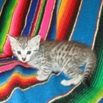 F-6A Savannah, Silver, Female, DOB 4-28-16