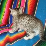 F-6A Savannah, Silver, Female, DOB 4-28-16