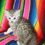 F-6A Savannah, Silver, Female, DOB 4-28-16