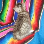 F-6A Savannah, Silver, Female, DOB 4-28-16