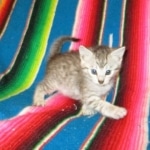 F-6A Savannah, Silver, Female, DOB 4-28-16