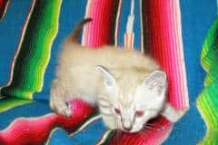 Snow Savannah F-7A Snow-cream Male DOB 4-28-16