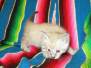 Snow Savannah F-7A Snow-cream Male DOB 4-28-16