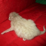 Savannah, Snow, Male, F-7A, DOB 4-28-16