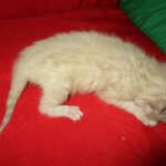 Savannah, Snow, Male, F-7A, DOB 4-28-16