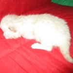 Savannah, Snow, Male, F-7A, DOB 4-28-16