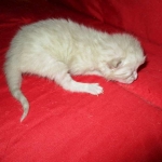 Savannah, Snow, Male, F-7A, DOB 4-28-16