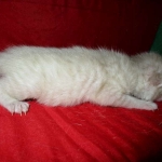 Savannah, Snow, Male, F-7A, DOB 4-28-16