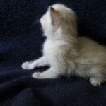 Savannah, Snow, Male, F-7A, DOB 4-28-16