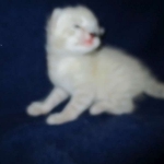 Savannah, Snow, Male, F-7A, DOB 4-28-16