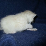 Savannah, Snow, Male, F-7A, DOB 4-28-16