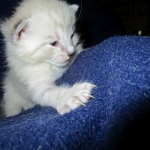 Savannah, Snow, Male, F-7A, DOB 4-28-16