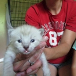 Savannah, Snow, Male, F-7A, DOB 4-28-16